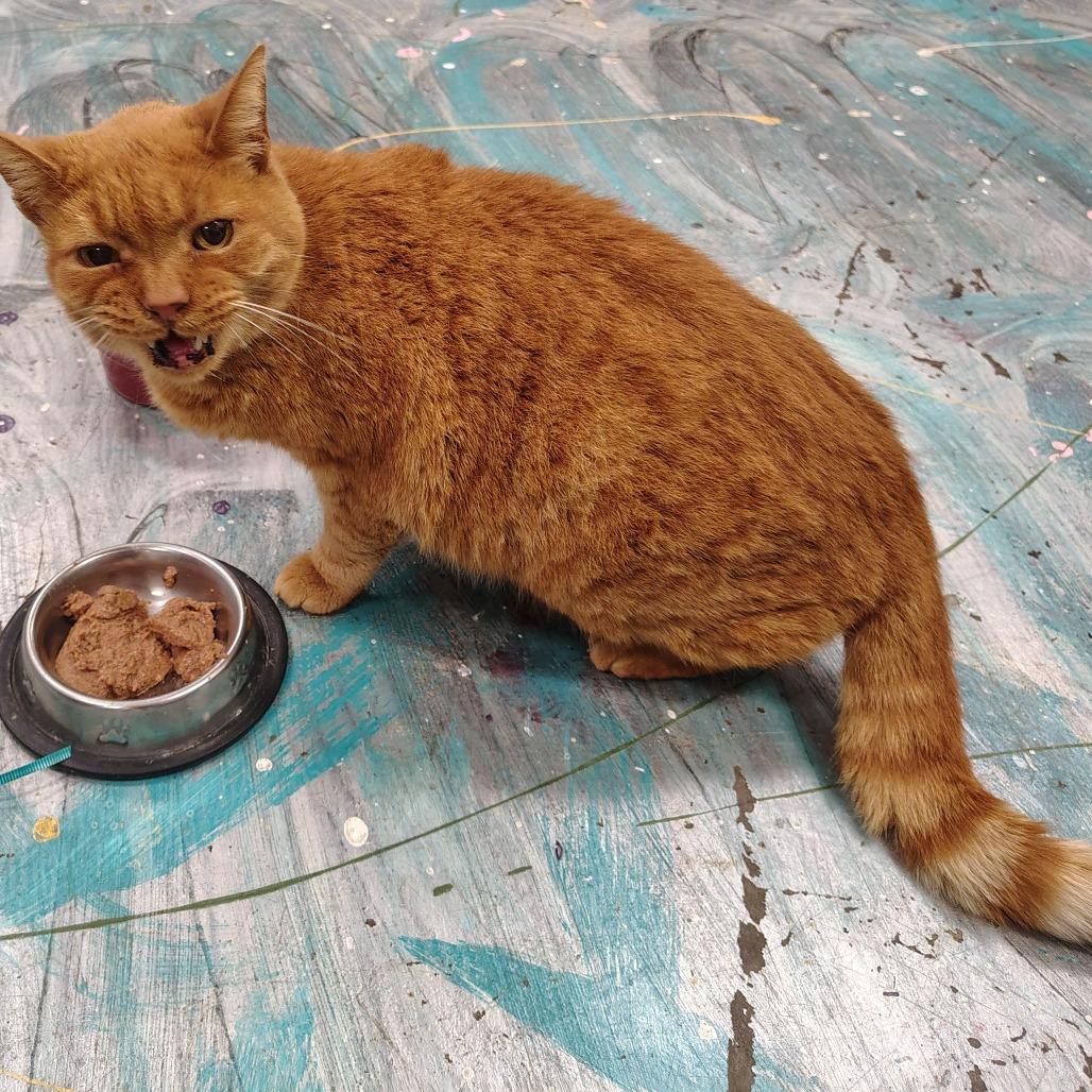 Enlarge Tom, a Adoptable Domestic Short Hair in Chattanooga, TN image 4/4