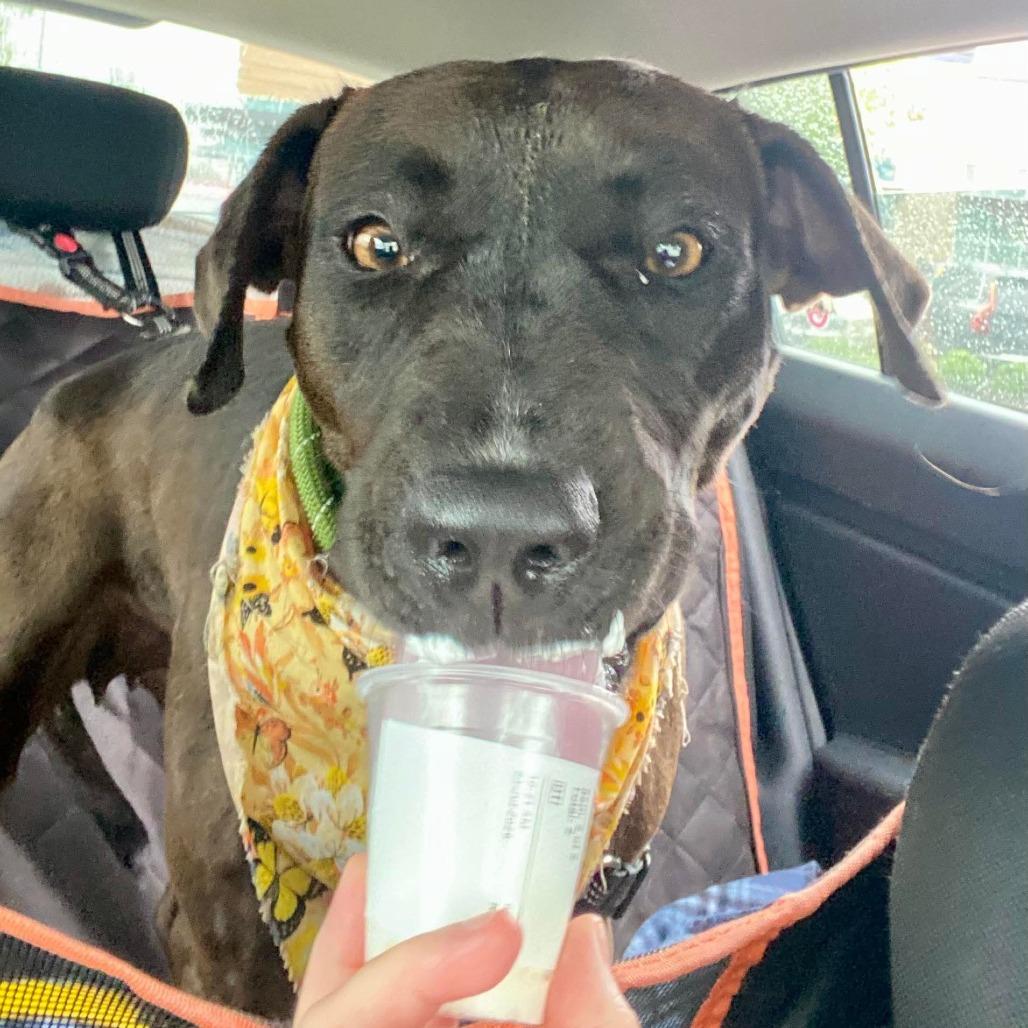Liberty, Adoptable, Adult Female Mixed Breed.