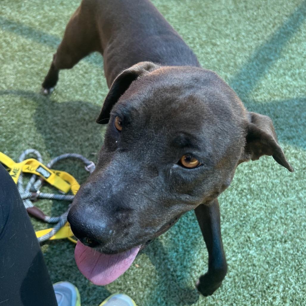 Liberty, a Adoptable Mixed Breed in Greensboro, NC image 2/6