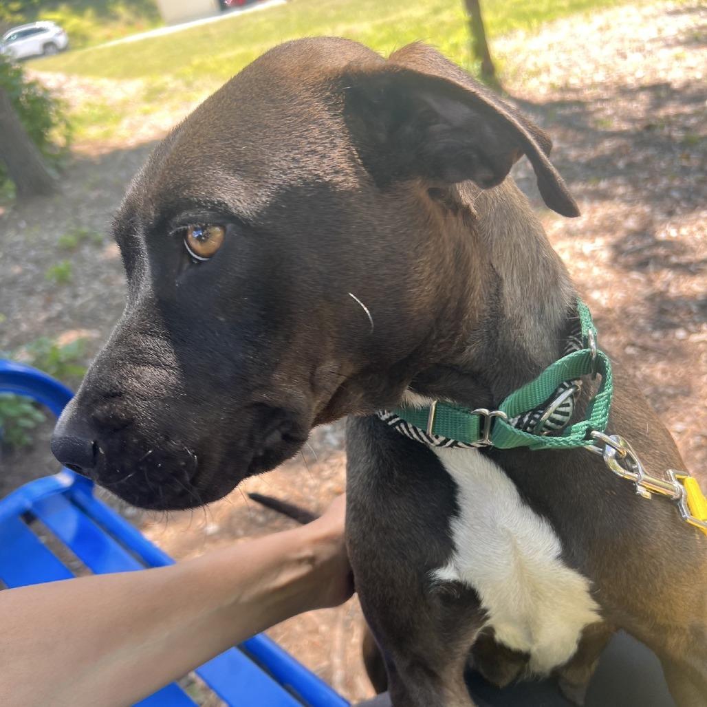 Liberty, a Adoptable Mixed Breed in Greensboro, NC image 3/6