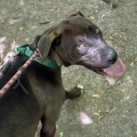 Liberty, a Adoptable Mixed Breed in Greensboro, NC image 4/6
