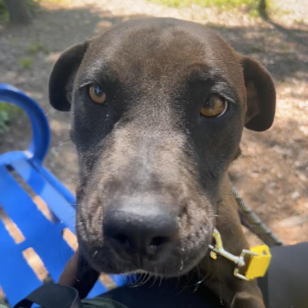 Liberty, a Adoptable Mixed Breed in Greensboro, NC image 5/6