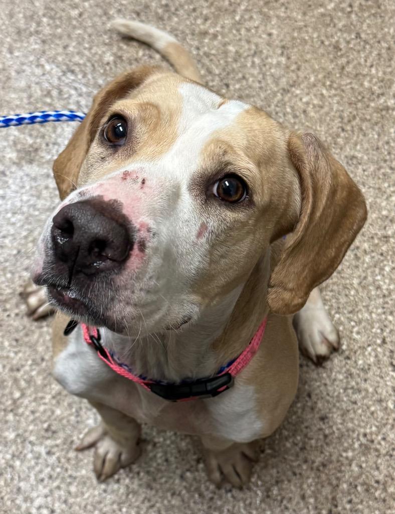 Enlarge Helga, a Adoptable Beagle in Great Bend, KS image 1/1