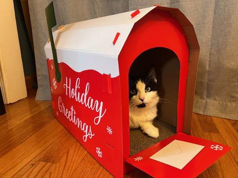 Selina, Adoptable, Adult Female Domestic Long Hair.