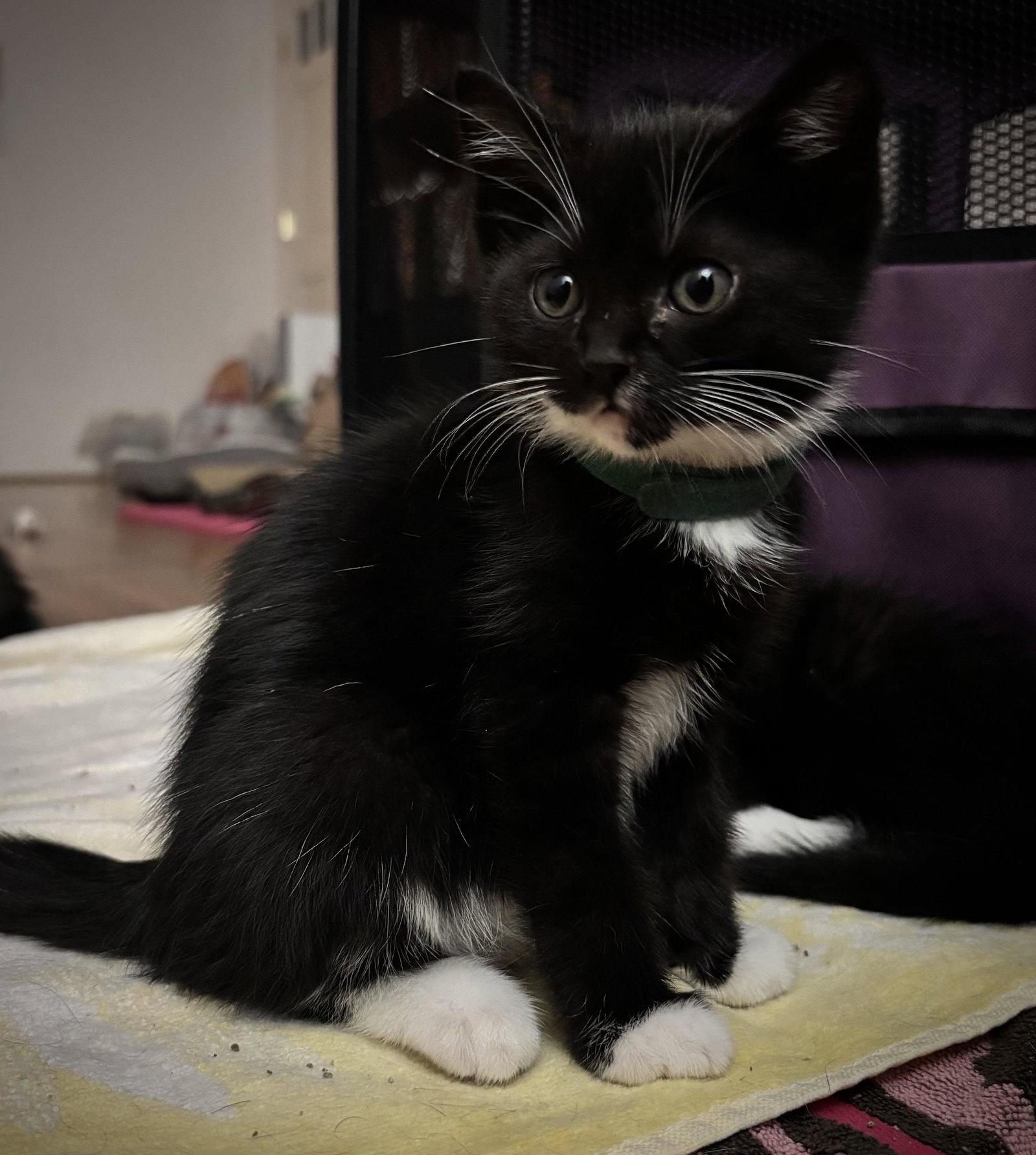 Enlarge Leela, a Adoptable Domestic Short Hair in Seal Beach, CA image 2/3