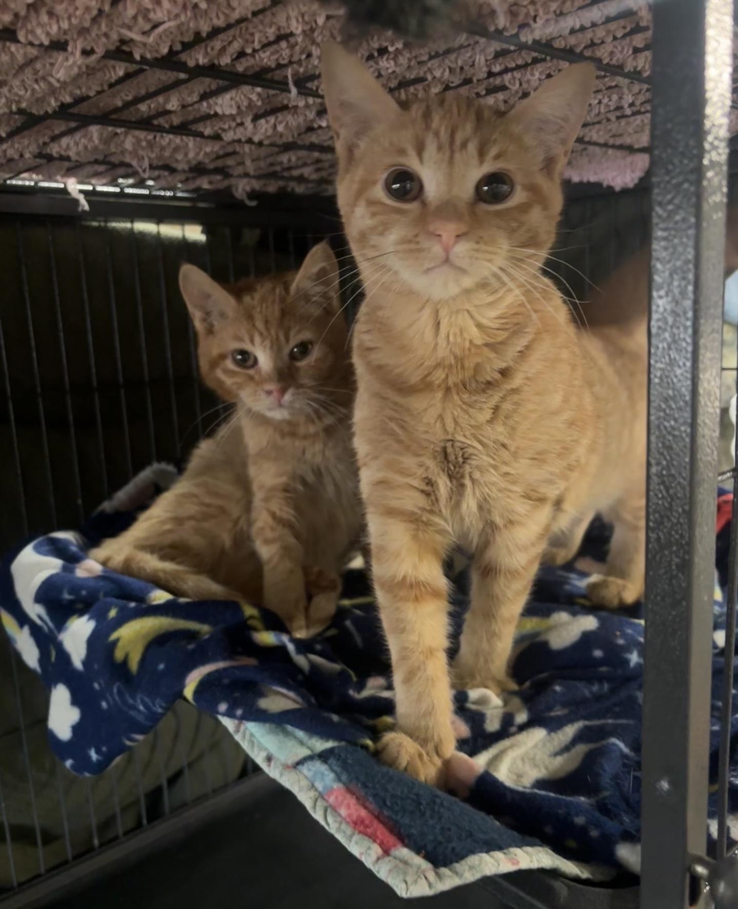 Athena & Ava (bonded sisters), adopted, Kitten Female Domestic Short Hair.