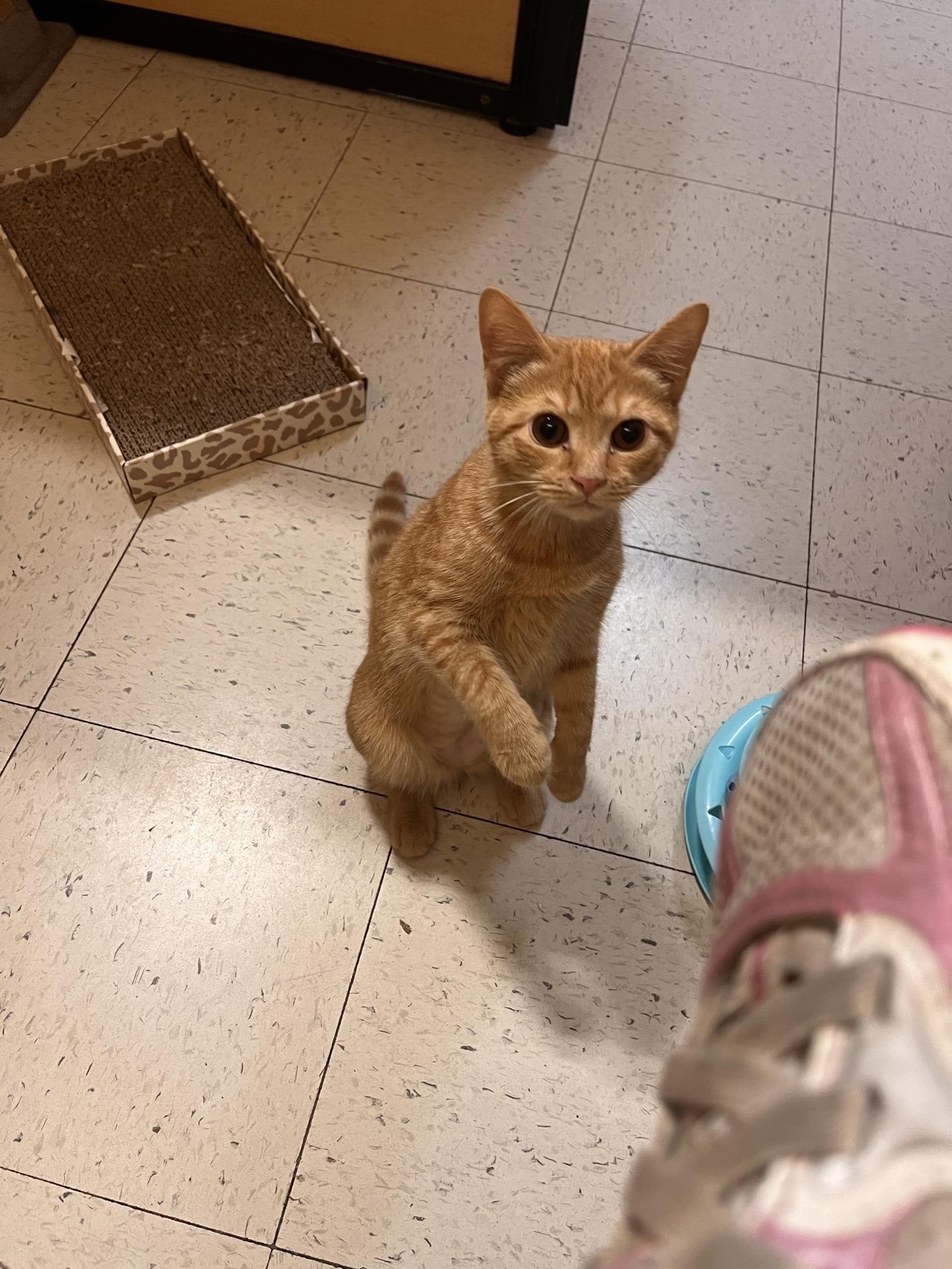 Enlarge Athena & Ava (bonded sisters), an adopted Domestic Short Hair in DeWitt, NY image 3/4