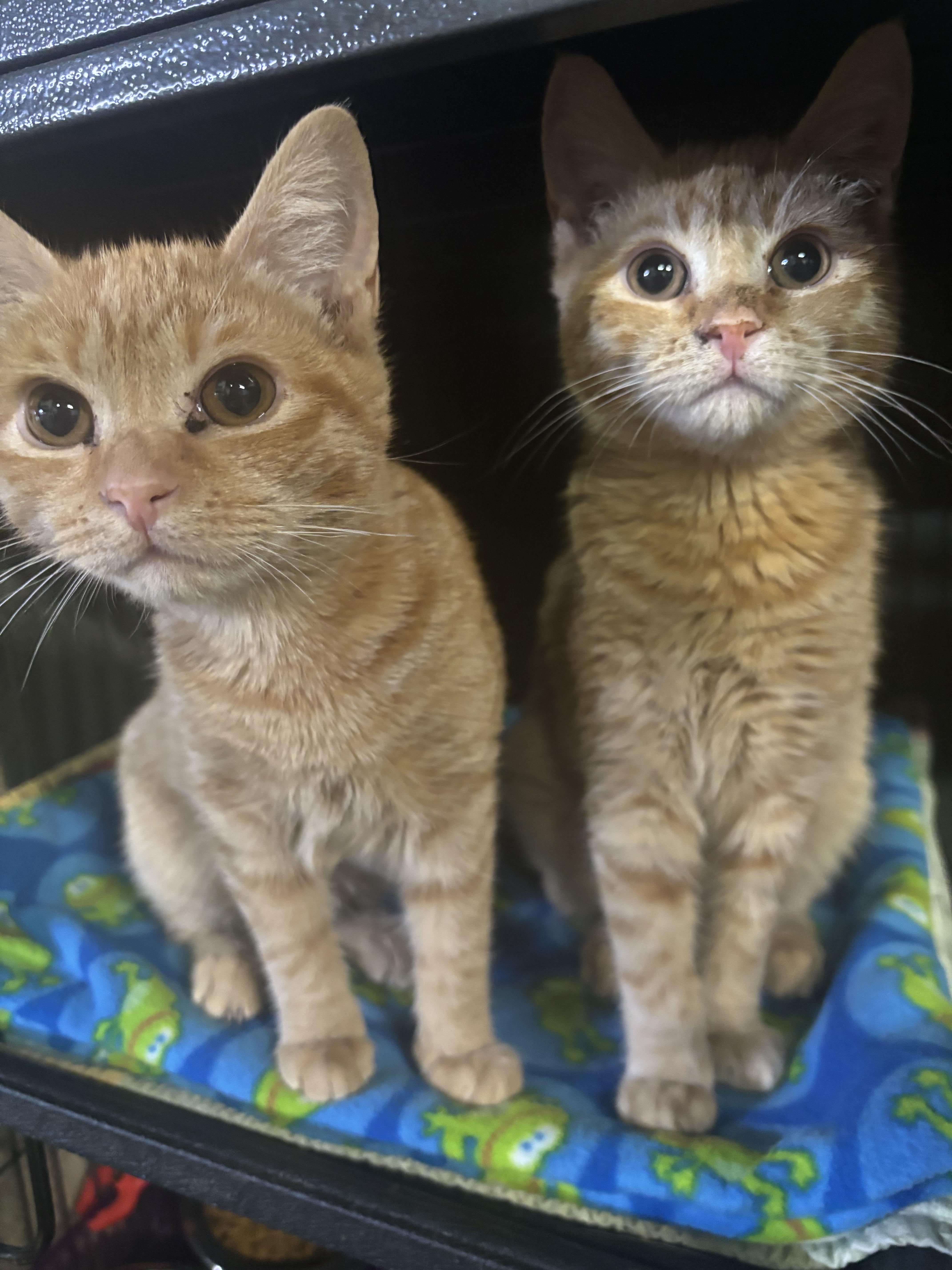 Enlarge Athena & Ava (bonded sisters), an adopted Domestic Short Hair in DeWitt, NY image 2/4