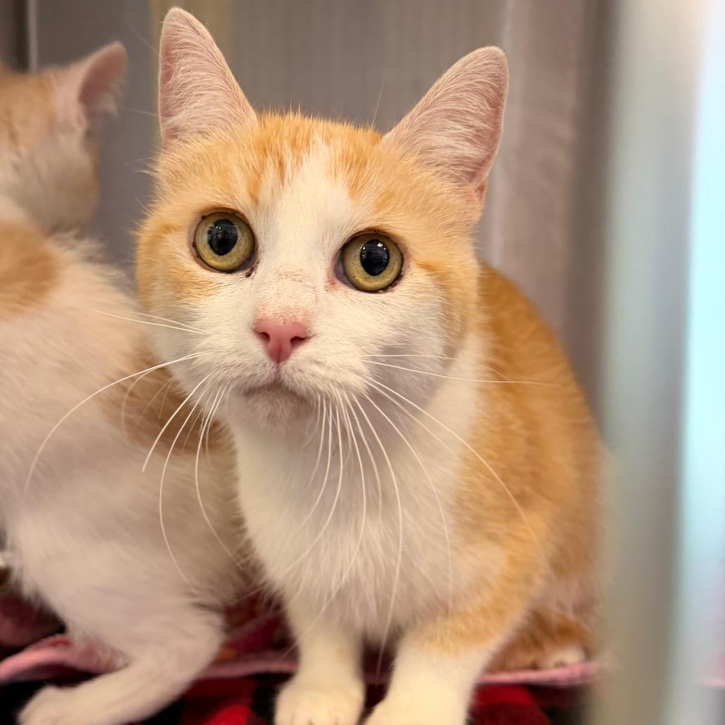 Peach, Adoptable, Adult Female Domestic Short Hair & Domestic Short Hair.