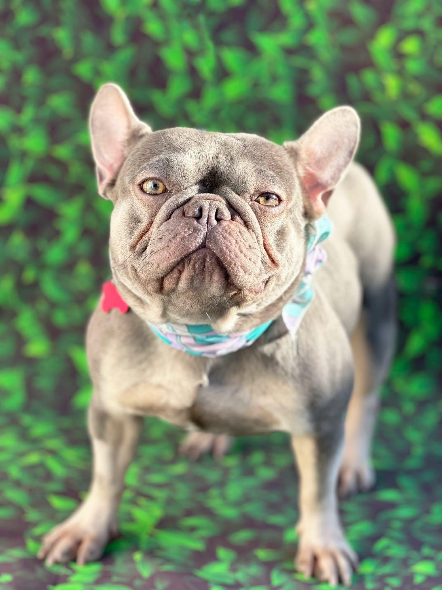 Enlarge Rosie- ADOPT Me, a Adopted French Bulldog in Redondo Beach, CA image 4/4