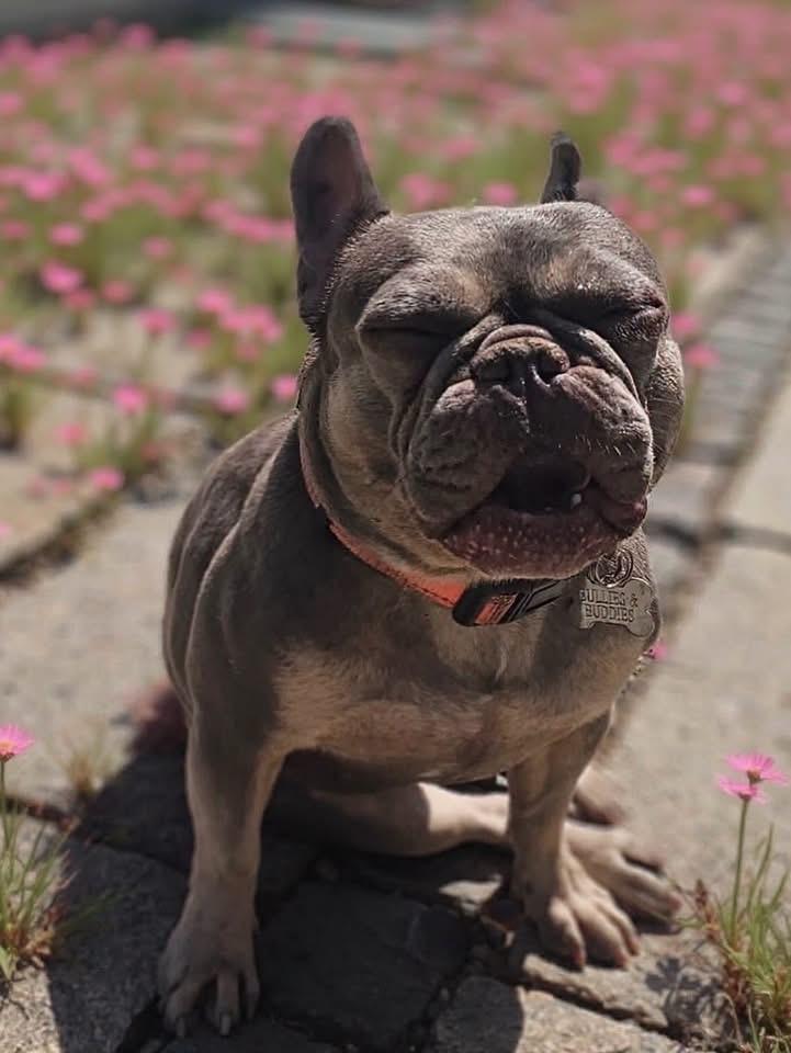 Enlarge Rosie- ADOPT Me, a Adopted French Bulldog in Redondo Beach, CA image 3/4
