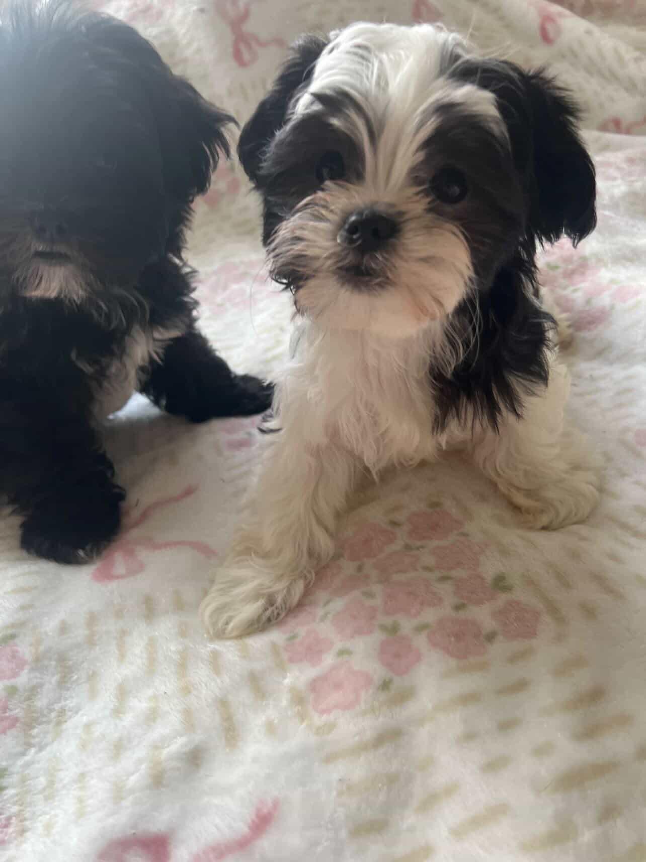 Enlarge boy Shiatzu's  available for adoption , an adopted mixed breed in Tustin, CA image 2/3