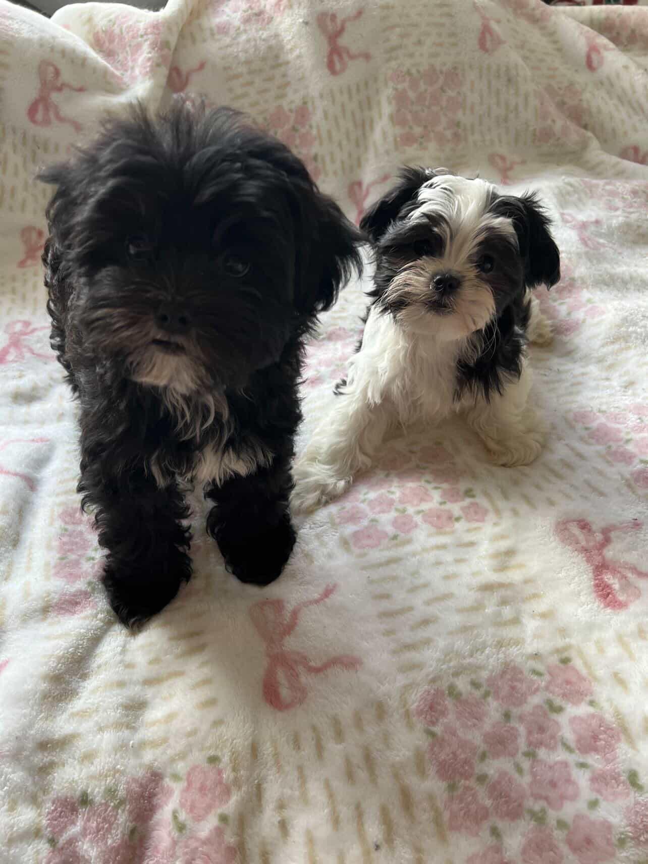 Enlarge boy Shiatzu's  available for adoption , an adopted mixed breed in Tustin, CA image 3/3