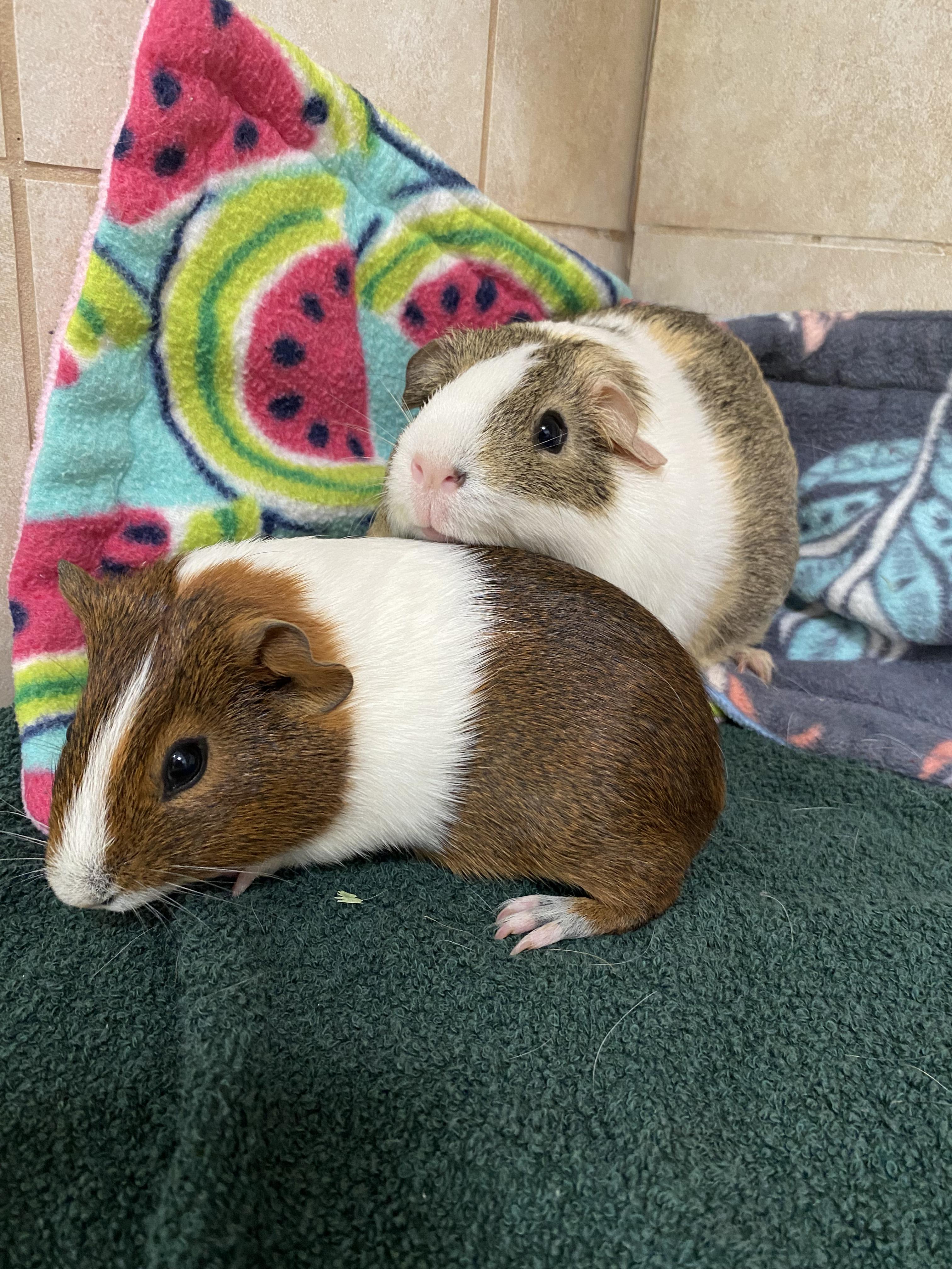 Opal & Baby Rowen, Adoptable, Young Female Guinea Pig.