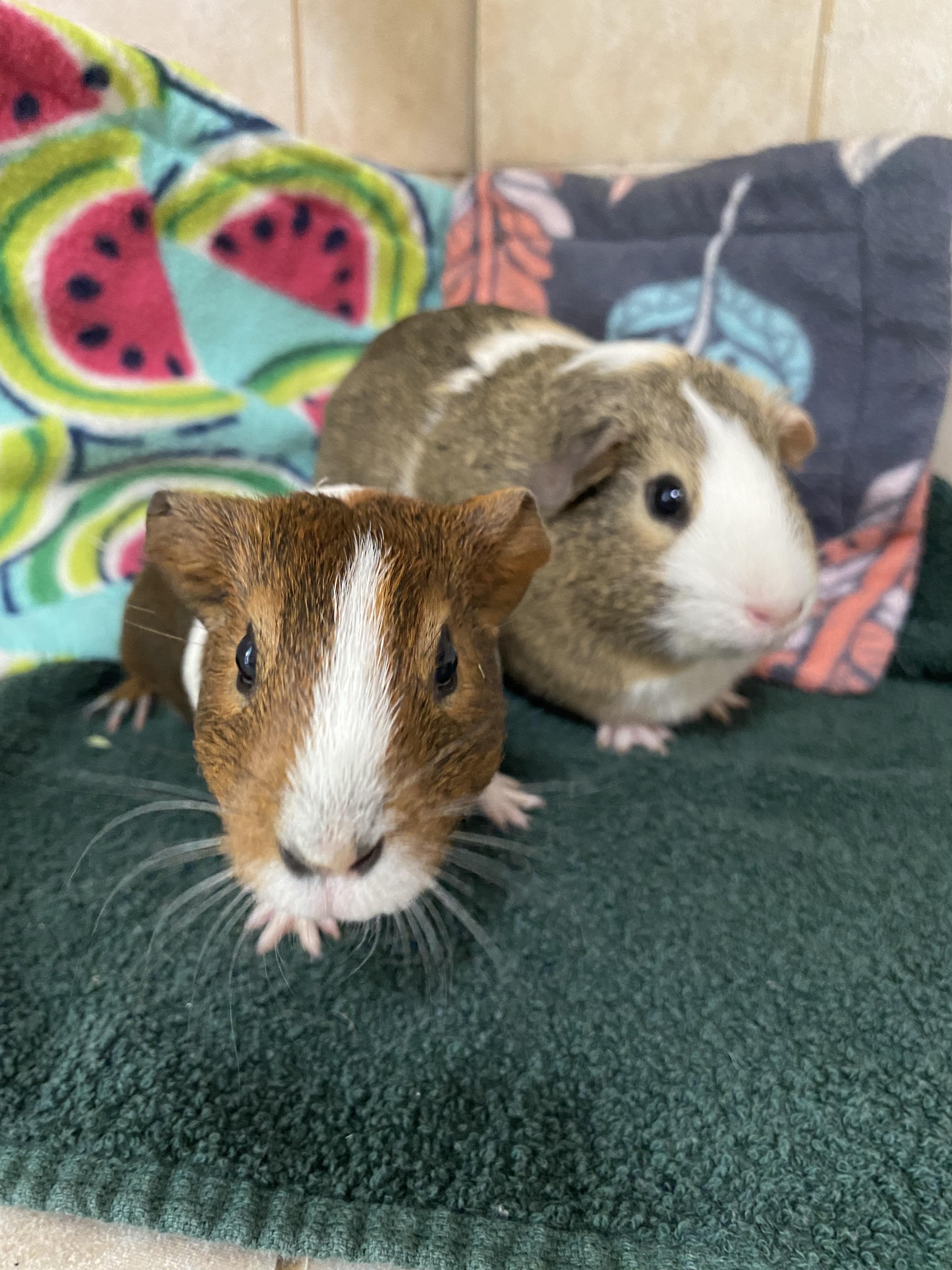 Opal & Rowen, a Adoptable Guinea Pig in Mission viejo, CA image 3/3