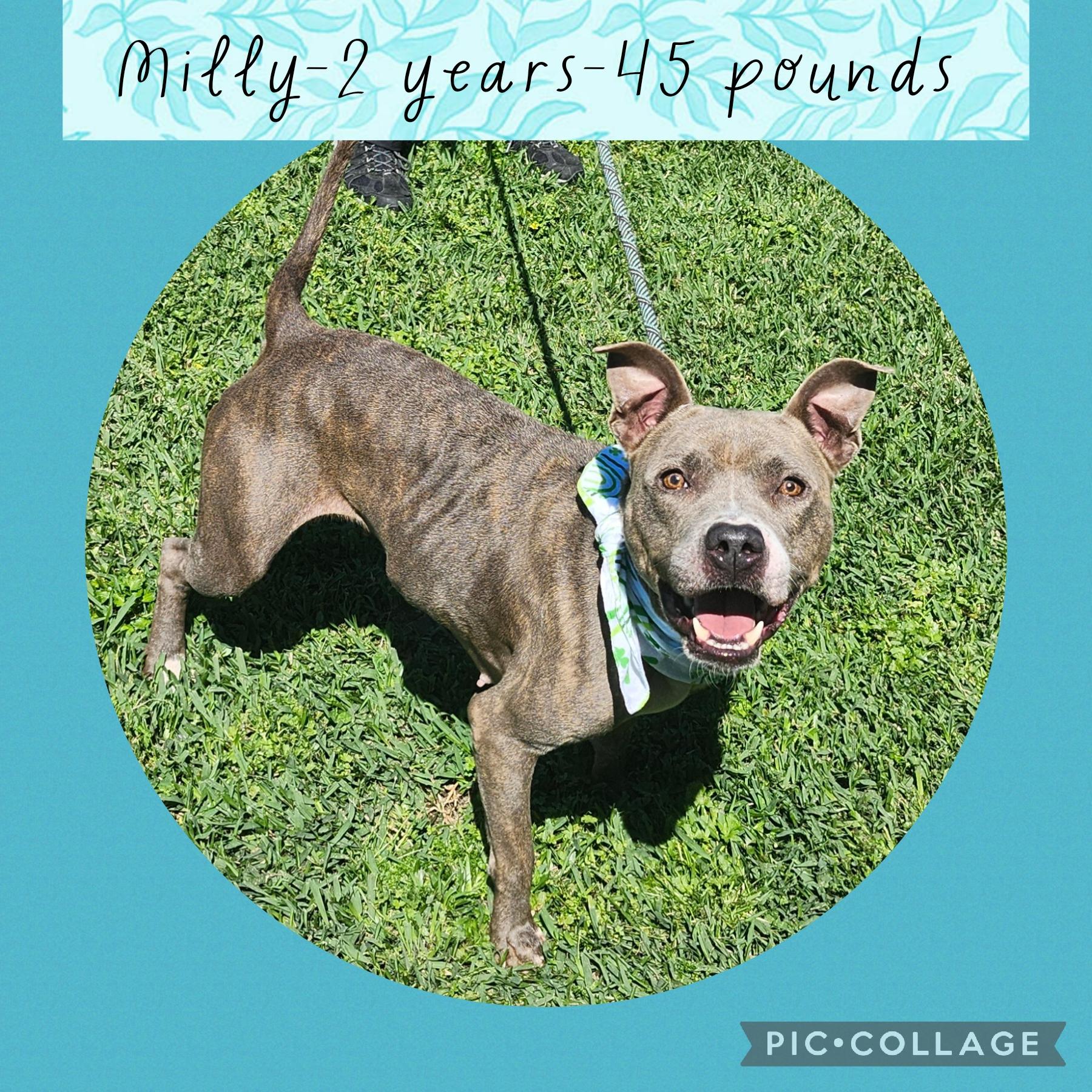 Milly, ADOPTABLE, Adult Female Pit Bull Terrier.