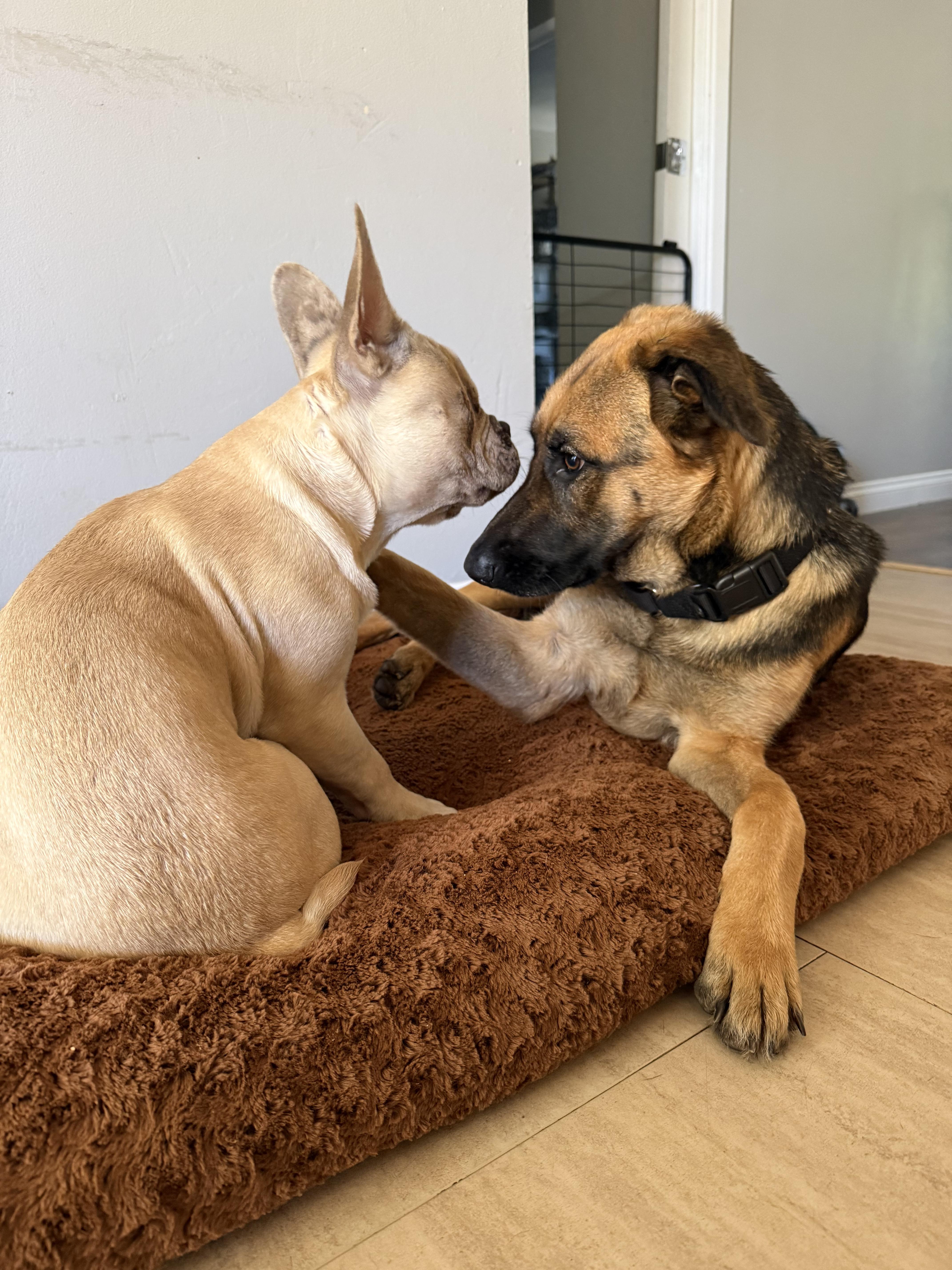 Lucia, a ADOPTABLE German Shepherd Dog in La Mesa, CA image 3/6