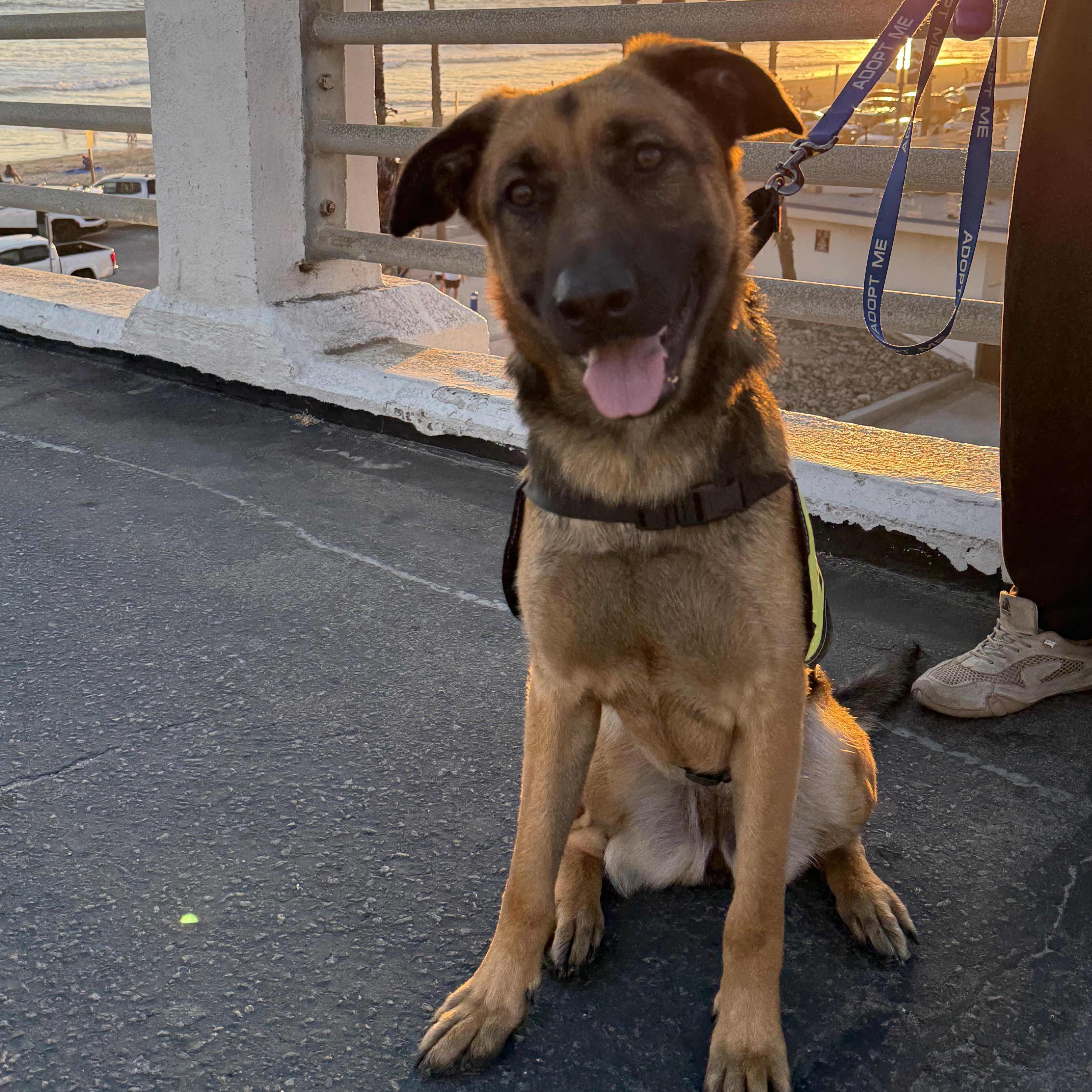 Lucia, ADOPTABLE, Young Female German Shepherd Dog.