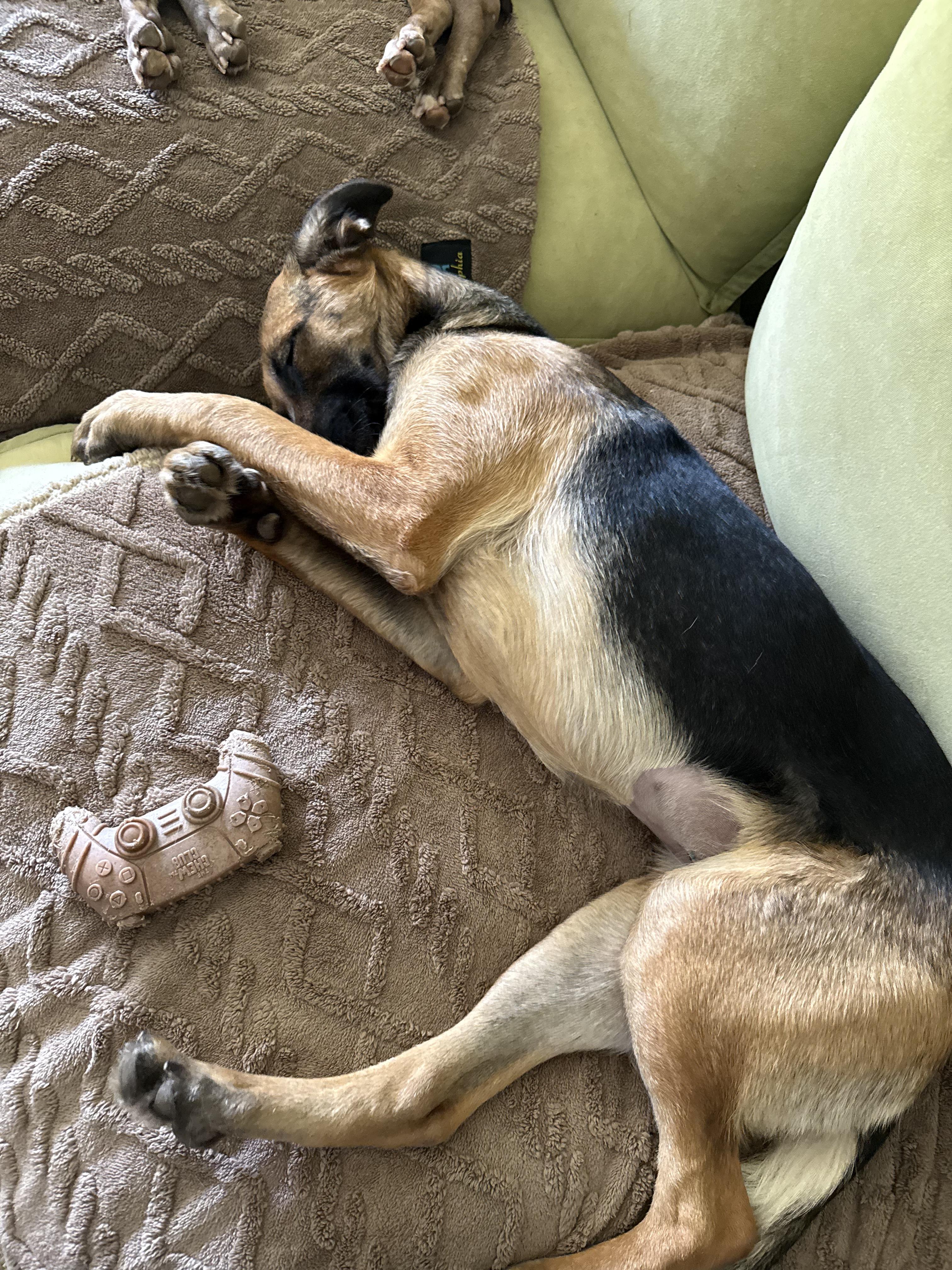 Lucia, a ADOPTABLE German Shepherd Dog in La Mesa, CA image 6/6