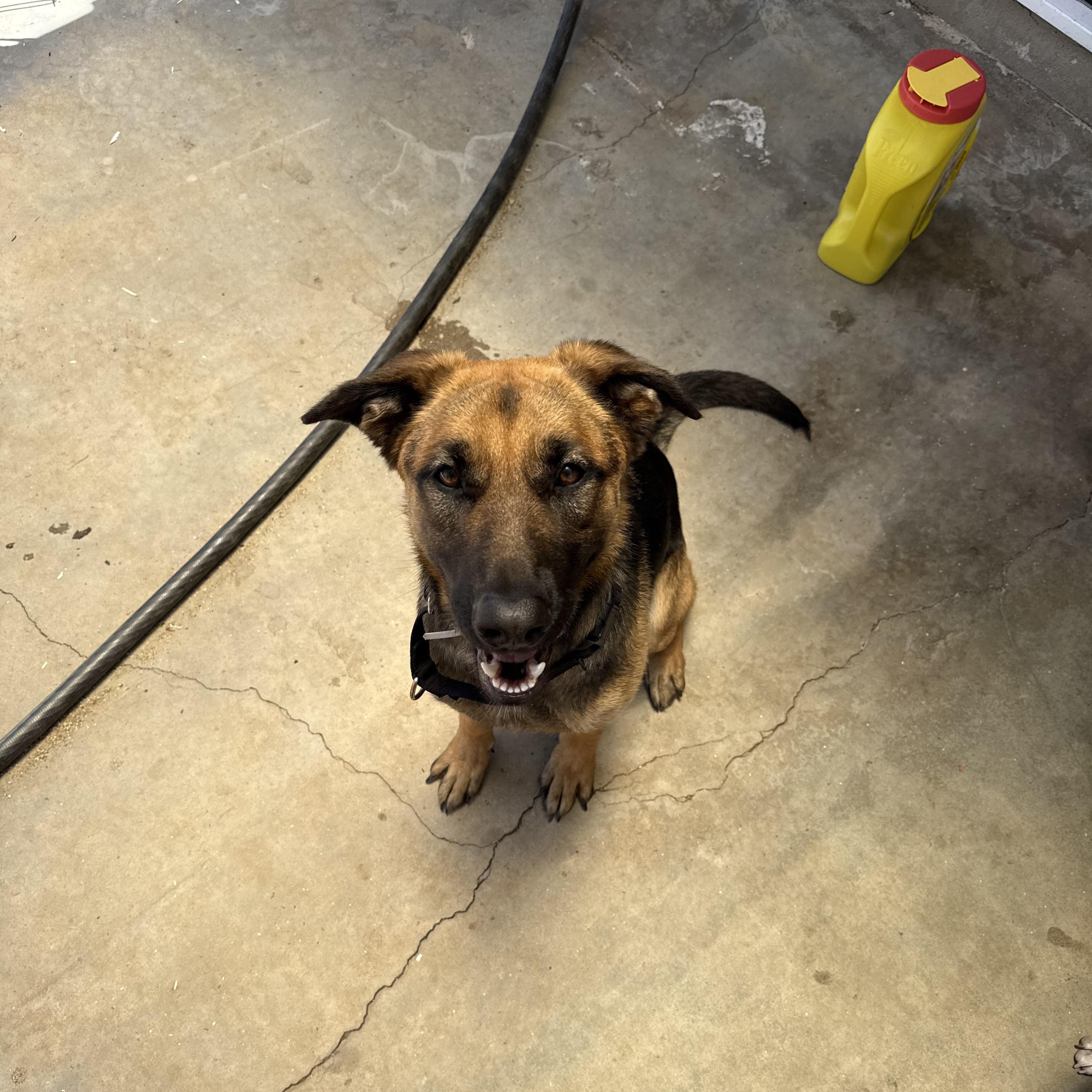 Lucia, a ADOPTABLE German Shepherd Dog in La Mesa, CA image 4/6