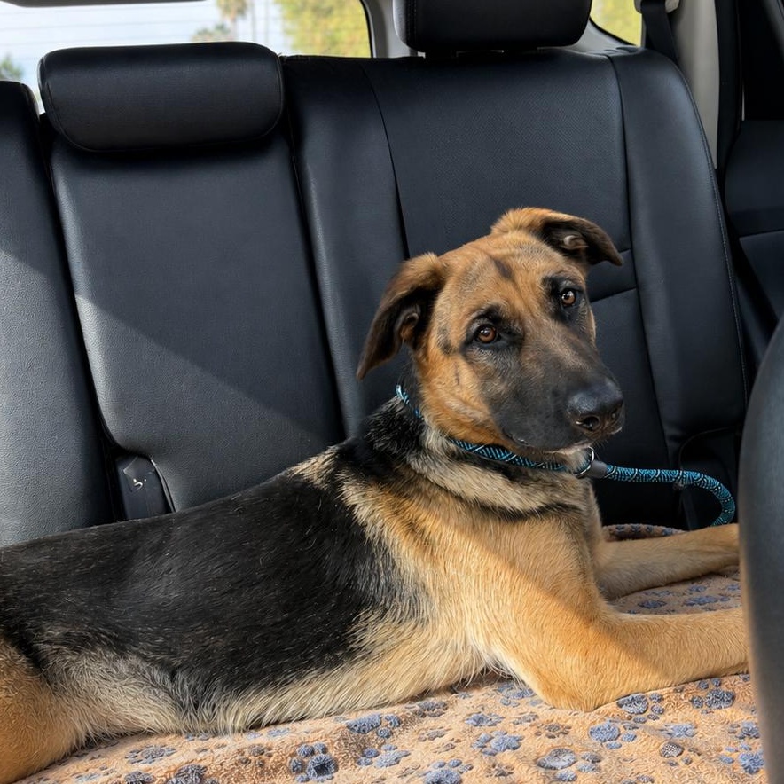 Lucia, a ADOPTABLE German Shepherd Dog in La Mesa, CA image 2/6