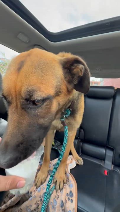 Enlarge Lucia, a ADOPTABLE German Shepherd Dog in La Mesa, CA video 5/6