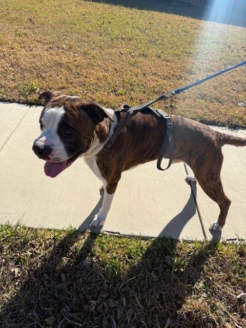 Enlarge Tiger II, a Adoptable Boxer in Hewitt, TX image 1/6