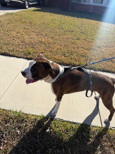 Enlarge Tiger II, a Adoptable Boxer in Hewitt, TX image 2/6