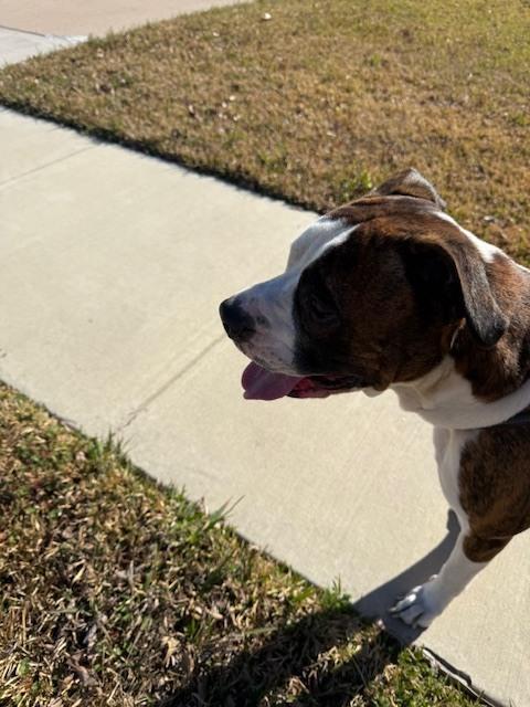 Enlarge Tiger II, a Adoptable Boxer in Hewitt, TX image 3/6