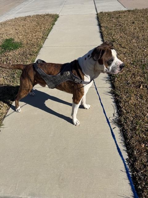 Enlarge Tiger II, a Adoptable Boxer in Hewitt, TX image 3/6