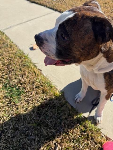 Enlarge Tiger II, a Adoptable Boxer in Hewitt, TX image 6/6