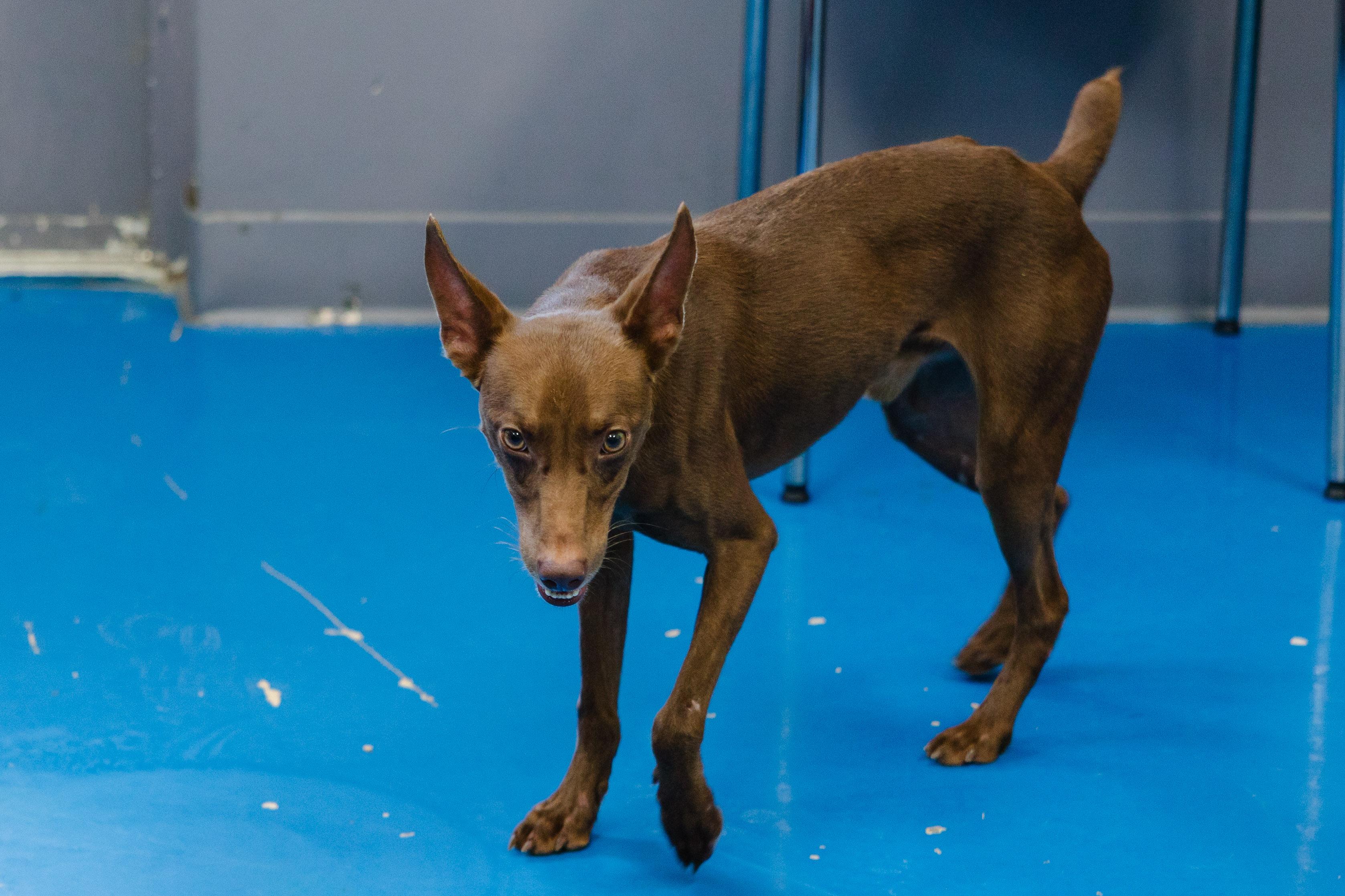 Enlarge Red, a Adopted mixed breed in Newburgh, IN image 2/3
