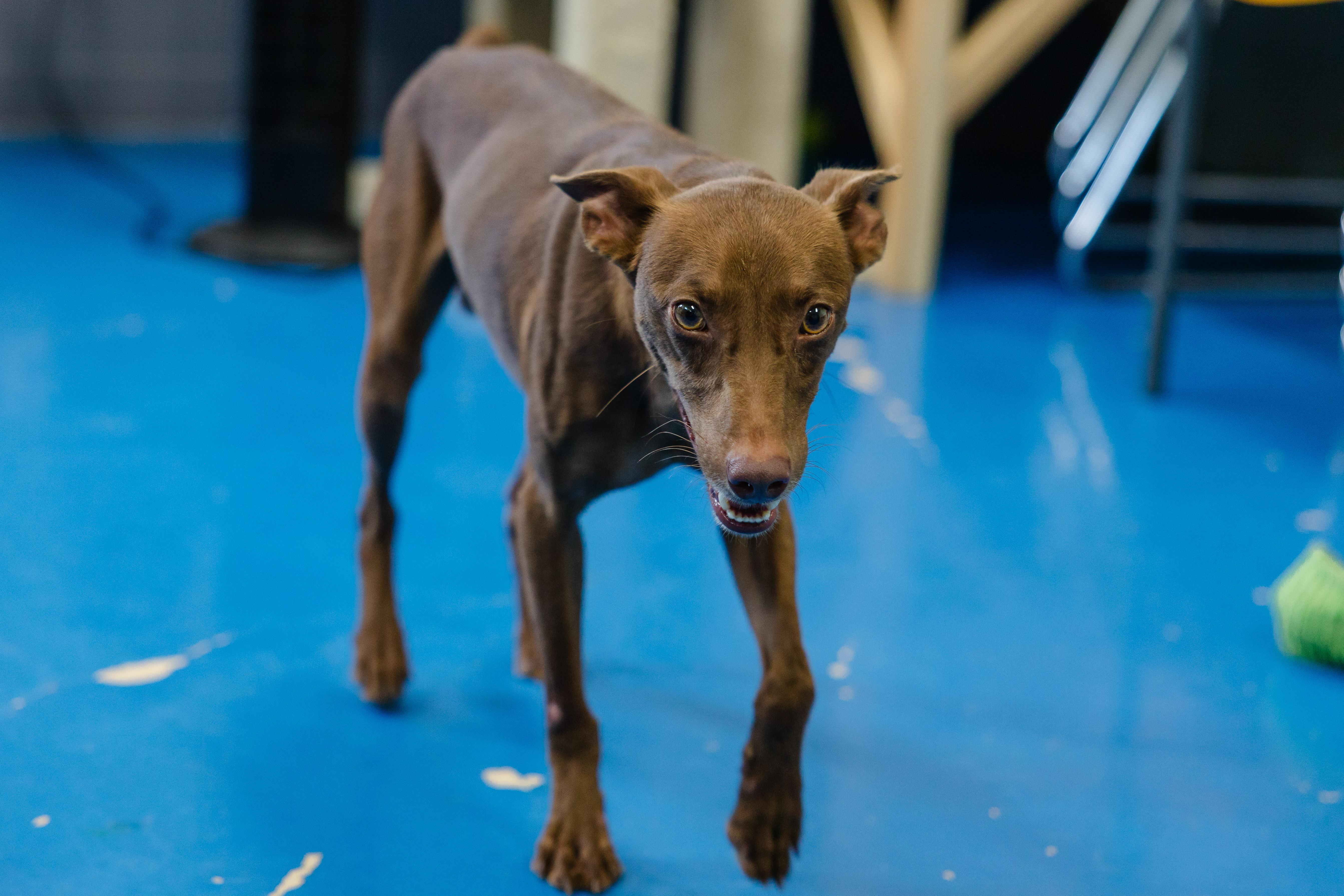 Enlarge Red, a Adopted mixed breed in Newburgh, IN image 3/3