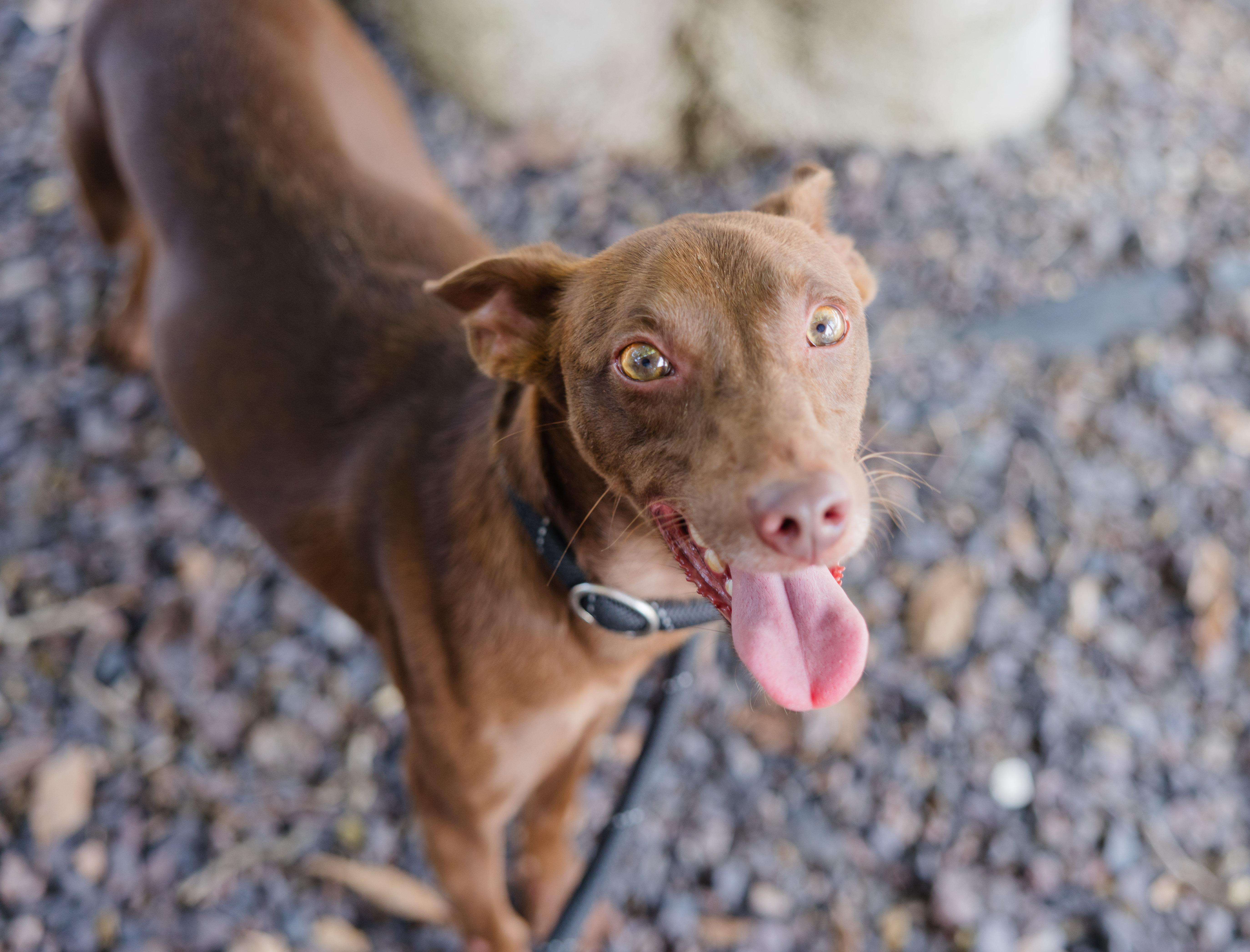 Red, Adopted, Adult Male Miniature Pinscher.