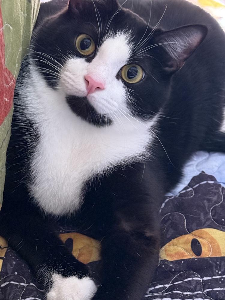 Orzo (Bonded with Fettuccine), Adoptable, Young Male Domestic Short Hair.