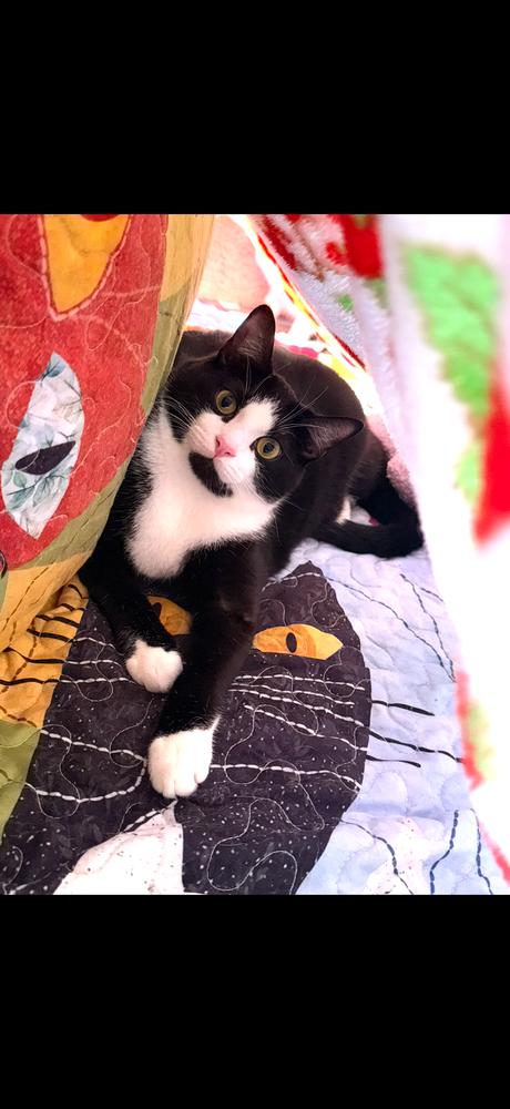 Enlarge Orzo (Bonded with Fettuccine), a Adoptable mixed breed in Brandon, FL image 2/3