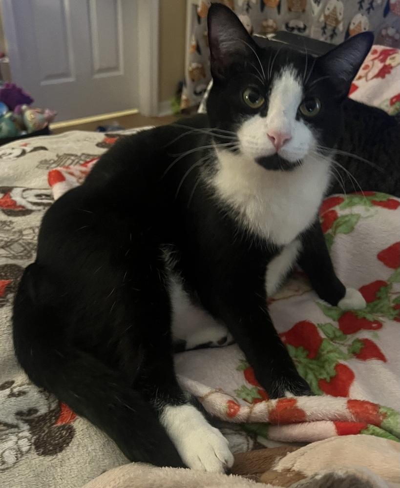 Enlarge Orzo (Bonded with Fettuccine), a Adoptable mixed breed in Brandon, FL image 3/3