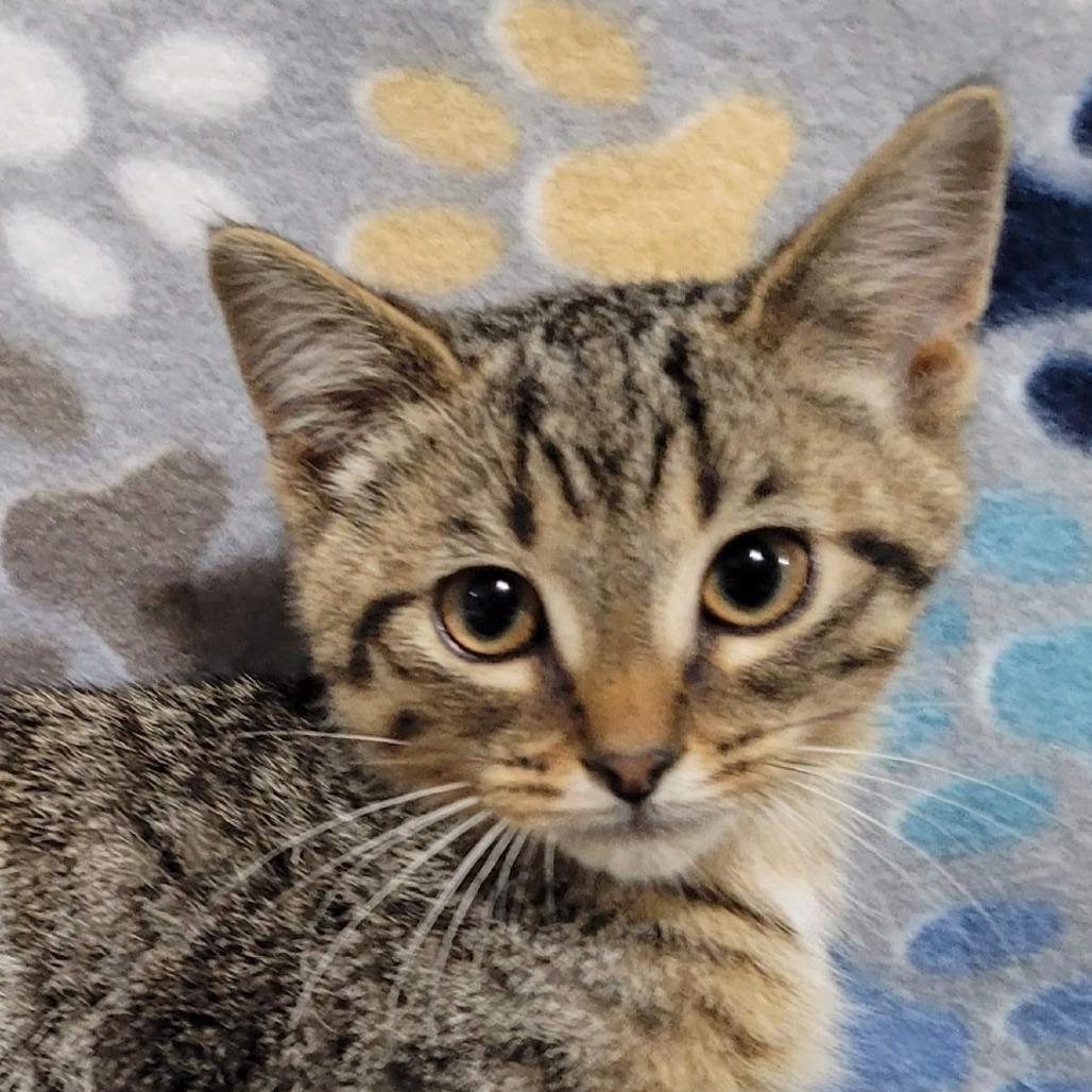 Raccoon, Adoptable, Kitten Male Domestic Short Hair.