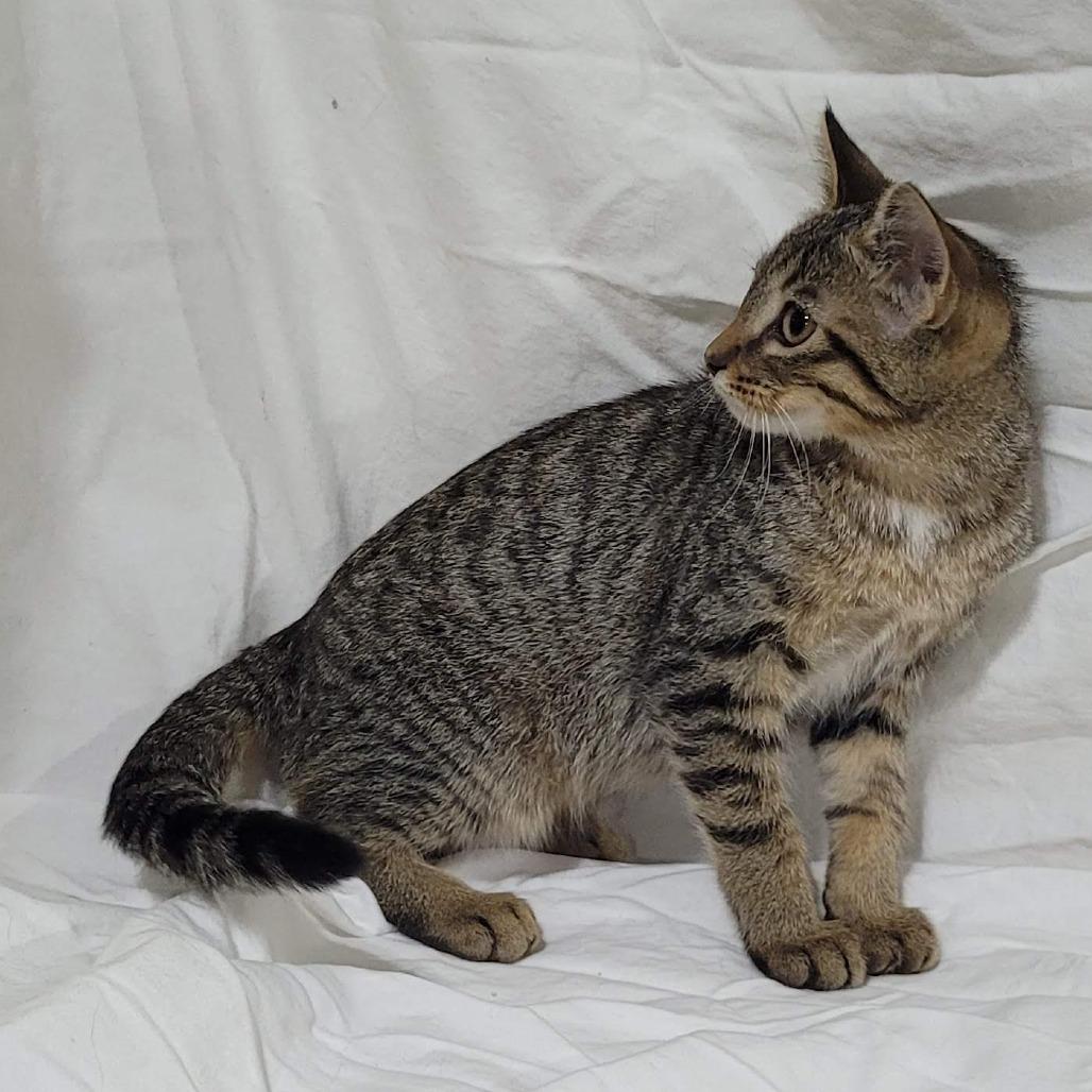 Enlarge Raccoon, a Adoptable Domestic Short Hair in Traverse City, MI image 2/4