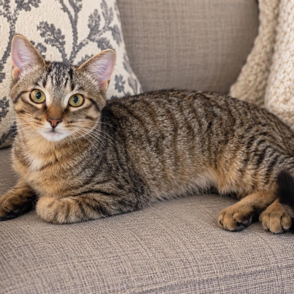 Enlarge Raccoon, a Adoptable Domestic Short Hair in Traverse City, MI image 3/4