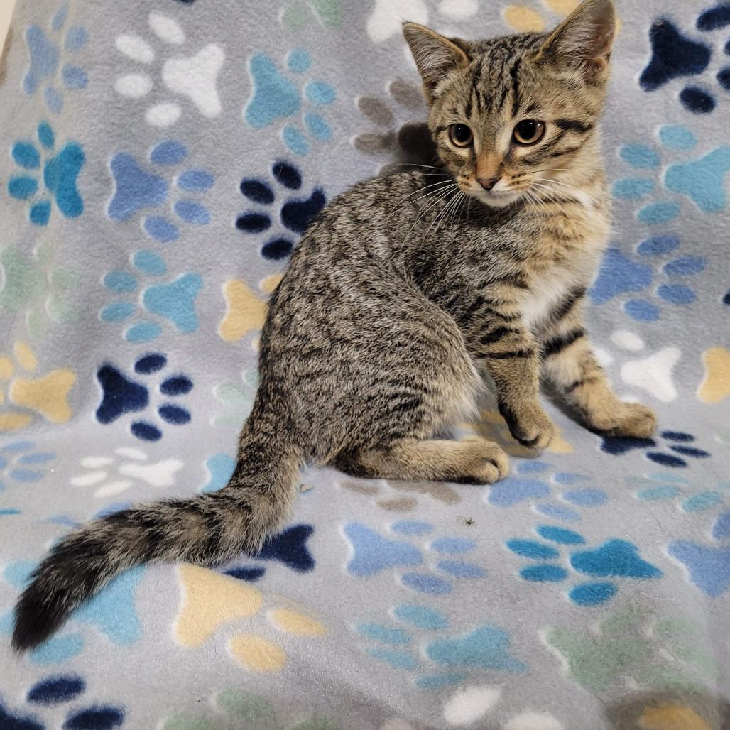 Enlarge Raccoon, a Adoptable Domestic Short Hair in Traverse City, MI image 4/4