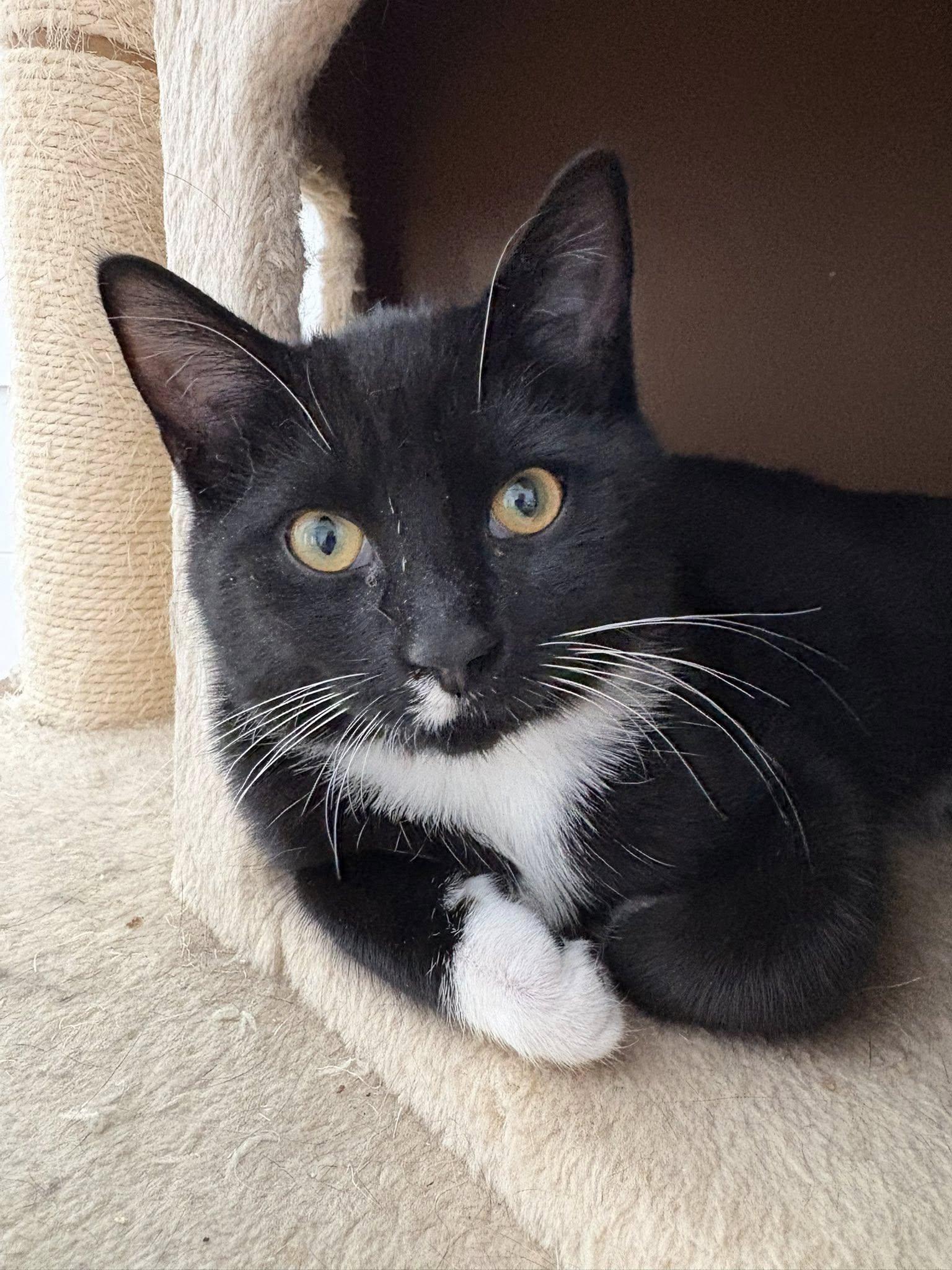 Vancouver, a Adopted Domestic Short Hair in Orleans, ON image 1/3