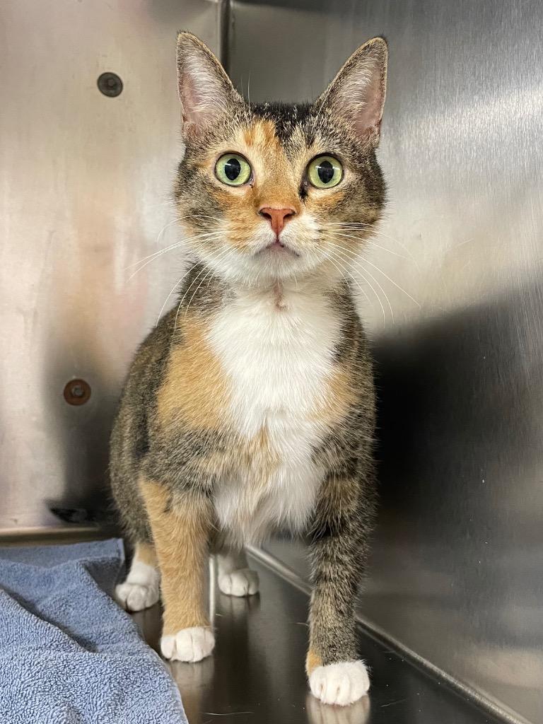 Whitlio, Adoptable, Adult Female Domestic Short Hair.