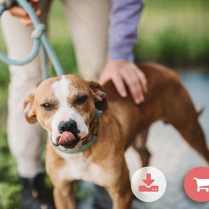 Davey, a Adoptable mixed breed in Liberty Center, OH image 1/10