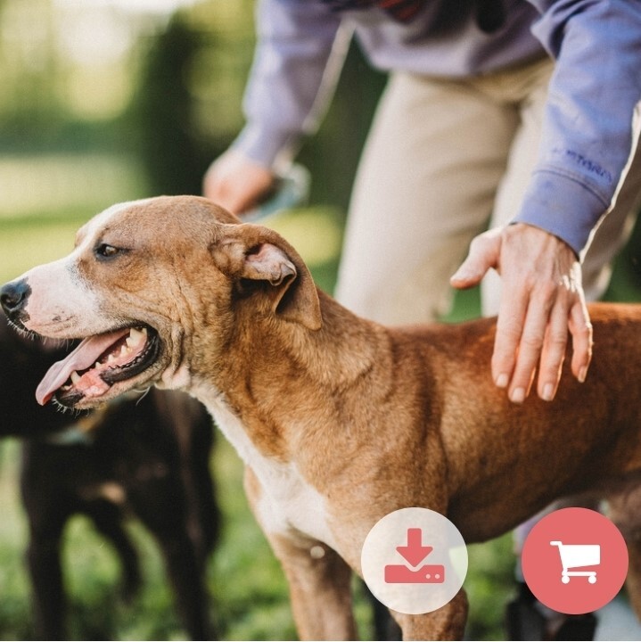 Davey, a Adoptable mixed breed in Liberty Center, OH image 3/10