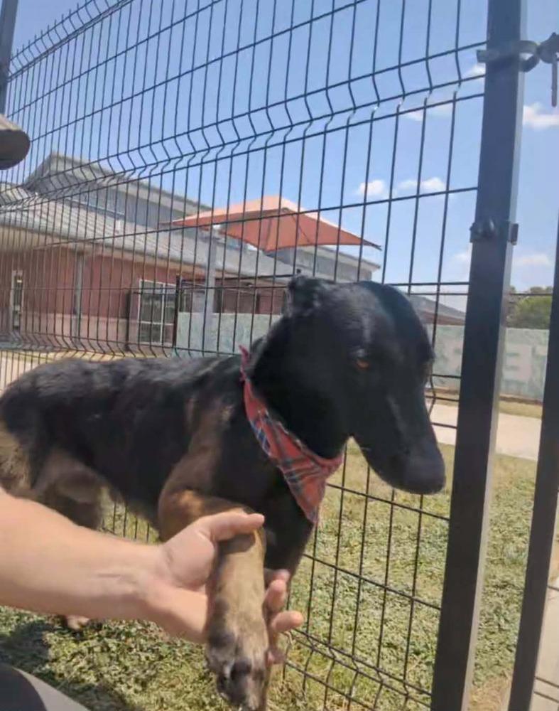 Tom Cruise - Located in TX, Adoptable, Young Male Belgian Shepherd / Malinois.