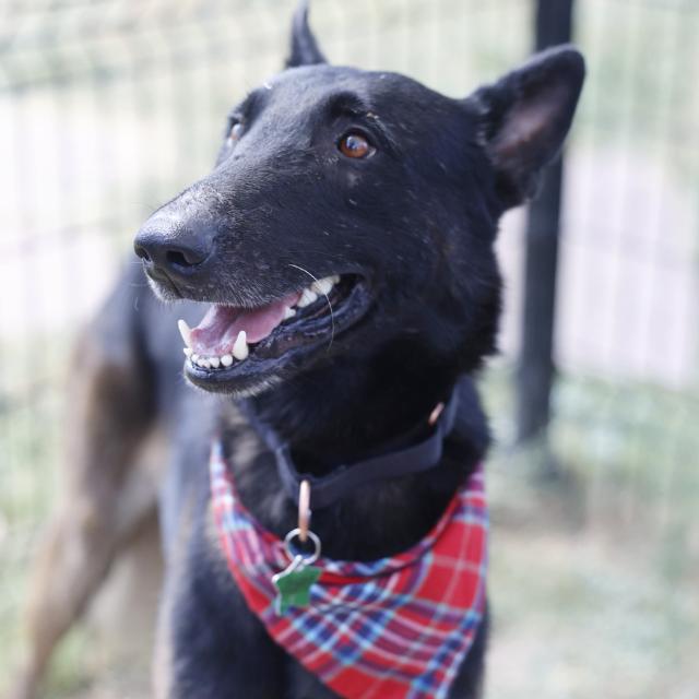 Enlarge Tom Cruise - Located in TX, a Adoptable Belgian Shepherd / Malinois in Imlay City, MI image 2/4