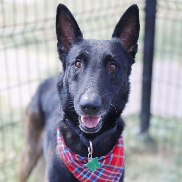 Enlarge Tom Cruise - Located in TX, a Adoptable Belgian Shepherd / Malinois in Imlay City, MI image 3/4