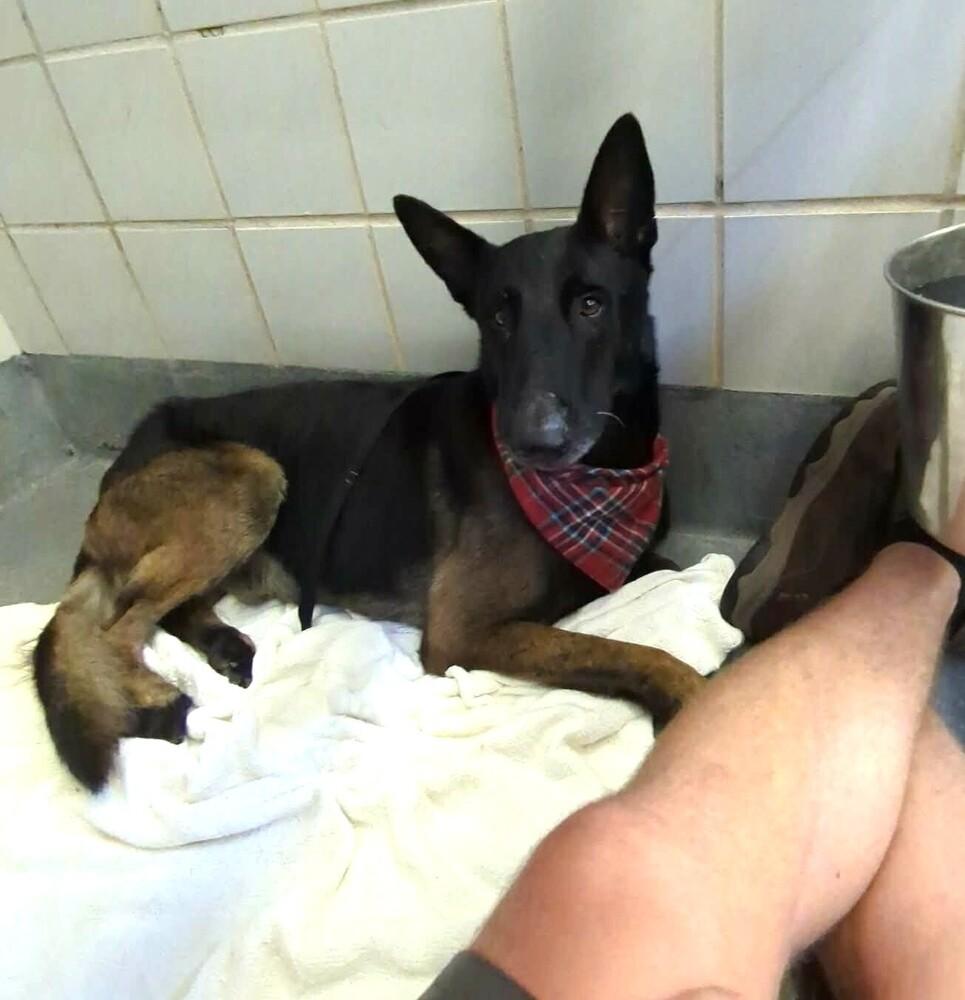 Enlarge Tom Cruise - Located in TX, a Adoptable Belgian Shepherd / Malinois in Imlay City, MI image 4/4