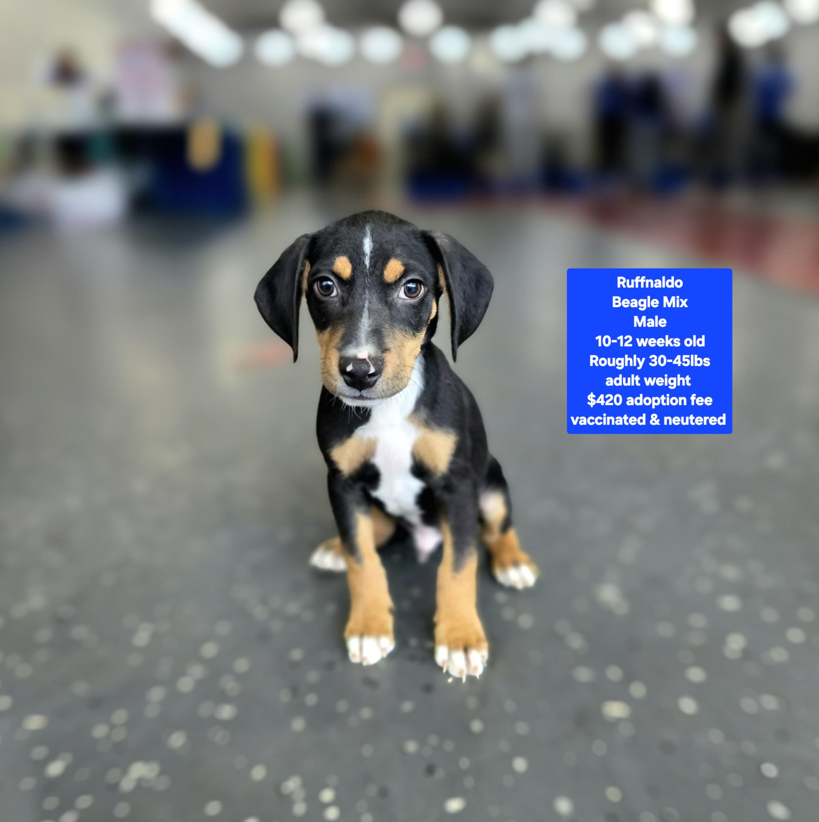 Enlarge Ruffnaldo, a ADOPTABLE mixed breed in Oviedo, FL image 1/1